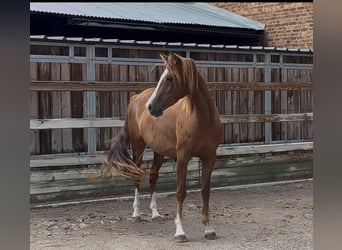 Kuc walijski sekcji D, Klacz, 3 lat, 140 cm, Kasztanowata