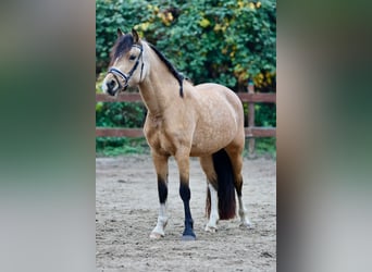 Kuc walijski sekcji D, Klacz, 3 lat, 145 cm, Bułana