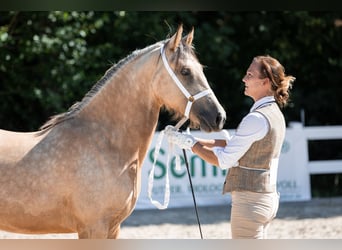 Kuc walijski sekcji D, Klacz, 3 lat, 148 cm, Jelenia