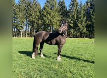 Kuc walijski sekcji D, Klacz, 3 lat, 148 cm, Kara