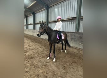 Kuc walijski sekcji D, Klacz, 4 lat, 140 cm, Ciemnogniada