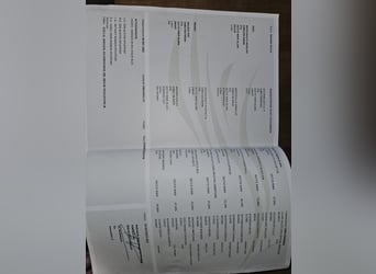 Kuc walijski sekcji D, Klacz, 4 lat, 140 cm, Ciemnogniada