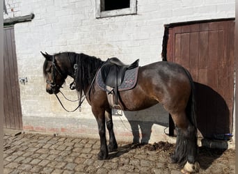 Kuc walijski sekcji D, Klacz, 4 lat, 143 cm, Ciemnogniada