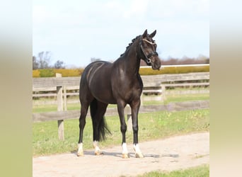 Kuc walijski sekcji D, Klacz, 4 lat, 145 cm, Kara