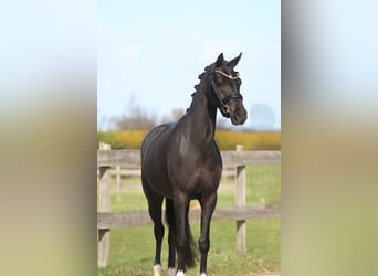 Kuc walijski sekcji D, Klacz, 4 lat, 145 cm, Kara