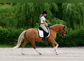 Kuc walijski sekcji D, Klacz, 4 lat, 146 cm, Izabelowata