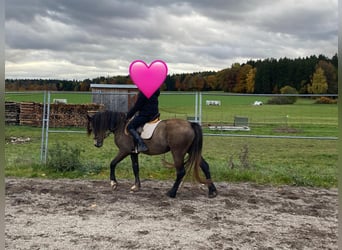 Kuc walijski sekcji D, Klacz, 4 lat, 146 cm, Jelenia