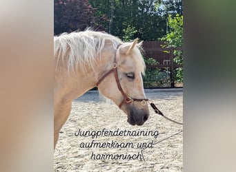Kuc walijski sekcji D, Klacz, 4 lat, 147 cm, Izabelowata