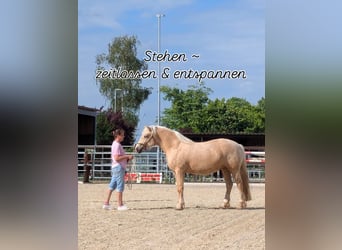 Kuc walijski sekcji D, Klacz, 4 lat, 147 cm, Izabelowata