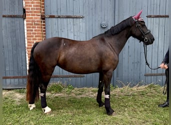 Kuc walijski sekcji D, Klacz, 5 lat, 147 cm, Ciemnogniada