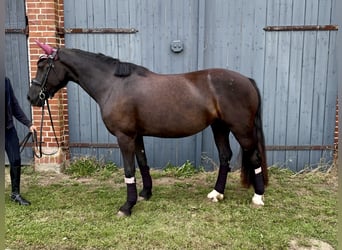 Kuc walijski sekcji D, Klacz, 5 lat, 147 cm, Ciemnogniada