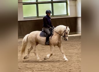 Kuc walijski sekcji D, Klacz, 5 lat, 147 cm, Izabelowata