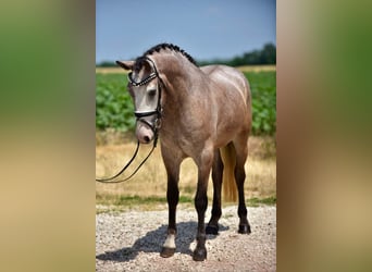 Kuc walijski sekcji D, Klacz, 5 lat, 148 cm, Gniadodereszowata