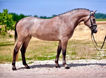 Kuc walijski sekcji D, Klacz, 5 lat, 148 cm, Gniadodereszowata