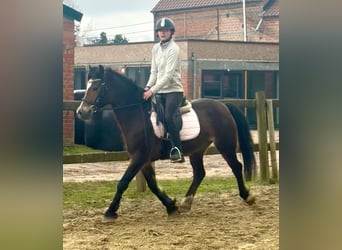 Kuc walijski sekcji D, Klacz, 6 lat, 142 cm, Ciemnogniada