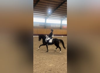 Kuc walijski sekcji D, Klacz, 6 lat, 144 cm, Ciemnogniada