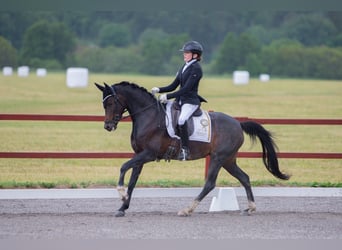 Kuc walijski sekcji D, Klacz, 6 lat, 144 cm, Ciemnogniada