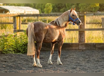 Kuc walijski sekcji D, Klacz, 6 lat, 148 cm, Kasztanowata