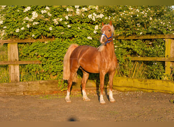 Kuc walijski sekcji D, Klacz, 6 lat, 148 cm, Kasztanowata