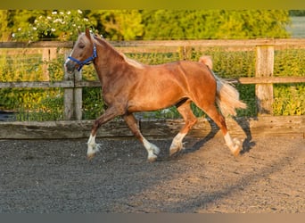 Kuc walijski sekcji D, Klacz, 6 lat, 148 cm, Kasztanowata
