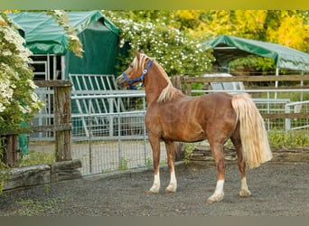 Kuc walijski sekcji D, Klacz, 6 lat, 148 cm, Kasztanowata