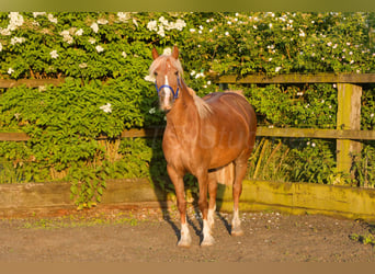Kuc walijski sekcji D, Klacz, 6 lat, 148 cm, Kasztanowata