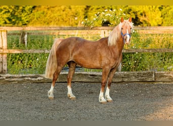 Kuc walijski sekcji D, Klacz, 6 lat, 148 cm, Kasztanowata