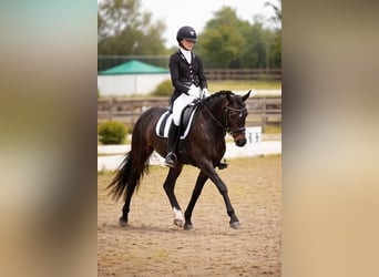 Kuc walijski sekcji D, Klacz, 8 lat, 145 cm, Ciemnogniada