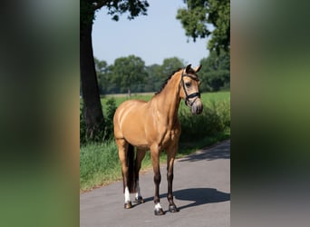Kuc walijski sekcji D, Klacz, 8 lat, 147 cm, Jelenia
