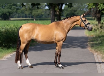 Kuc walijski sekcji D, Klacz, 8 lat, 147 cm, Jelenia