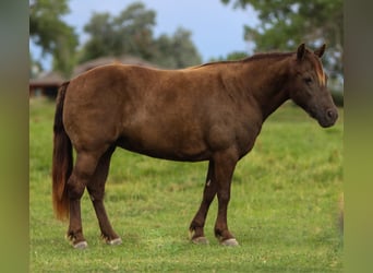 Kuc walijski sekcji D Mix, Klacz, 9 lat, 130 cm, Izabelowata