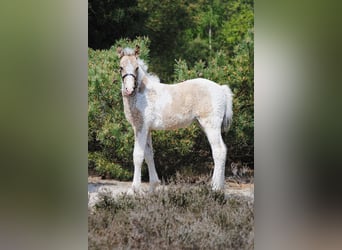 Kuc walijski sekcji D Mix, Klacz, Źrebak (03/2026), 160 cm, Bułana