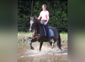Kuc walijski sekcji D, Ogier, 12 lat, 153 cm, Kara