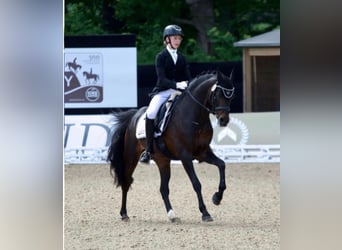 Kuc walijski sekcji D, Ogier, 16 lat, 146 cm, Ciemnogniada