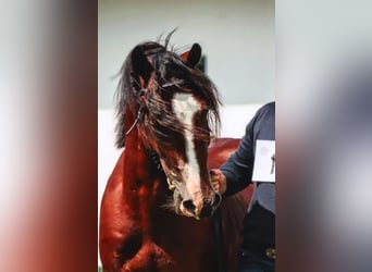 Kuc walijski sekcji D, Ogier, 4 lat, 145 cm, Gniada