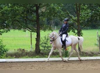 Kuc walijski sekcji D, Wałach, 10 lat, 137 cm, Cremello