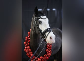 Kuc walijski sekcji D, Wałach, 11 lat, 140 cm, Kara