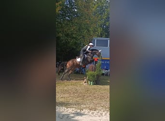 Kuc walijski sekcji D, Wałach, 11 lat, 155 cm, Gniada