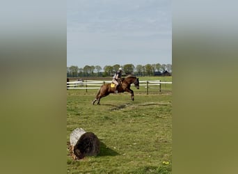 Kuc walijski sekcji D, Wałach, 12 lat, 148 cm, Kasztanowata