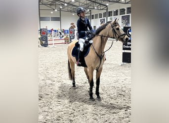 Kuc walijski sekcji D, Wałach, 13 lat, 148 cm, Izabelowata