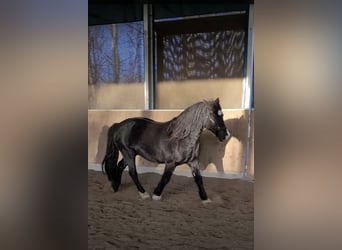 Kuc walijski sekcji D, Wałach, 13 lat, 150 cm, Kara