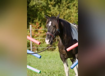 Kuc walijski sekcji D Mix, Wałach, 17 lat, 143 cm, Srokata