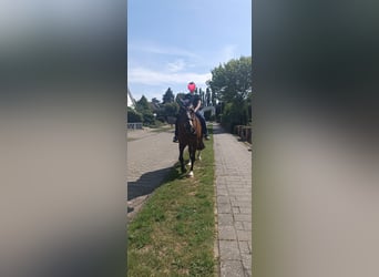 Kuc walijski sekcji D, Wałach, 21 lat, 155 cm, Gniada