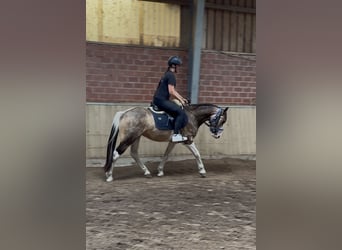 Kuc walijski sekcji D Mix, Wałach, 4 lat, 145 cm, Srokata