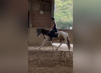 Kuc walijski sekcji D Mix, Wałach, 4 lat, 145 cm, Srokata