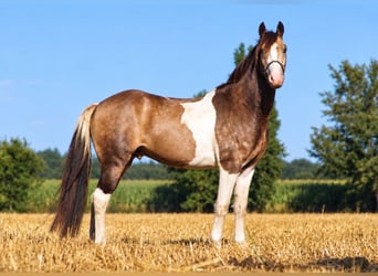 Kuc walijski sekcji D Mix, Wałach, 4 lat, 145 cm, Srokata