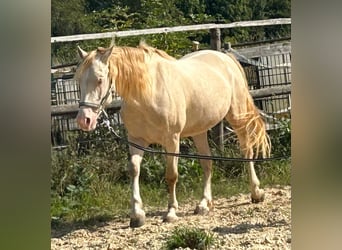 Kuc walijski sekcji D, Wałach, 5 lat, 143 cm, Cremello