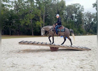 Kuc walijski sekcji D Mix, Wałach, 6 lat, 137 cm, Siwa