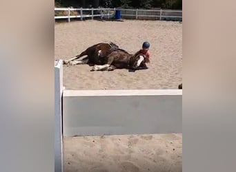 Kuc walijski sekcji D Mix, Wałach, 7 lat, 146 cm, Ciemnokasztanowata