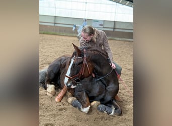 Kuc walijski sekcji D Mix, Wałach, 7 lat, 146 cm, Ciemnokasztanowata